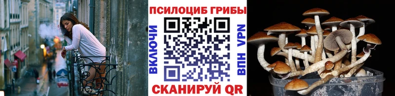 Псилоцибиновые грибы Psilocybine cubensis Кондопога